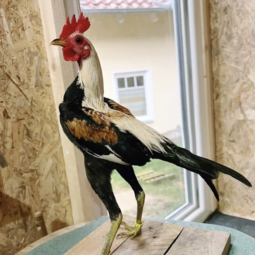 Moderner Englischer Zwergkämpfer Hahn Silberweizen