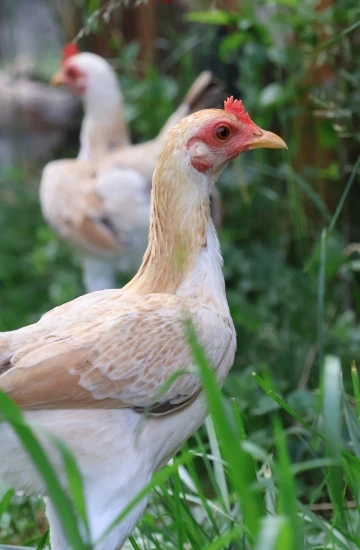 Moderne Englische Zwergkämpfer Banner Mobile