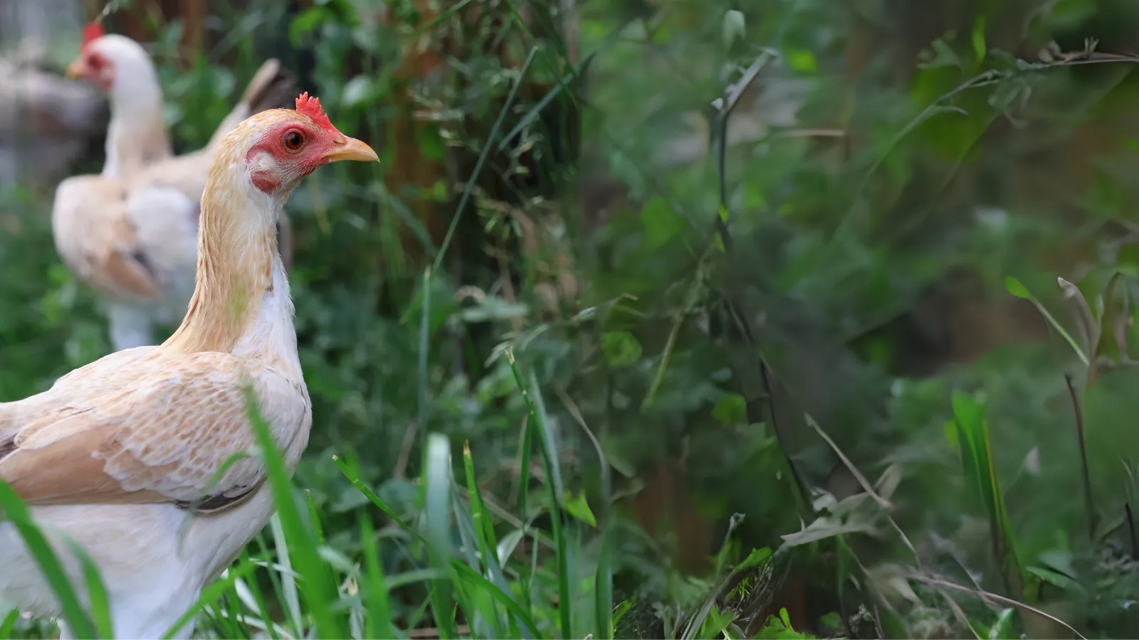 Moderne Englische Zwergkämpfer Banner