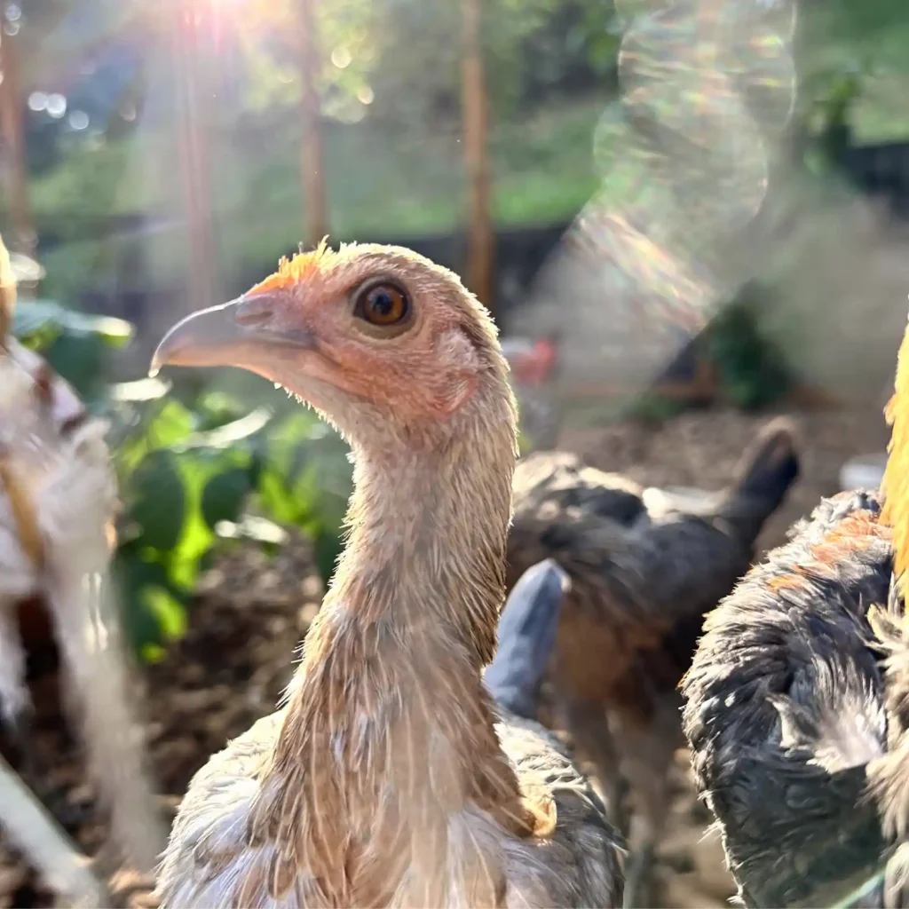 Moderne Englische Zwergkämpfer Henne