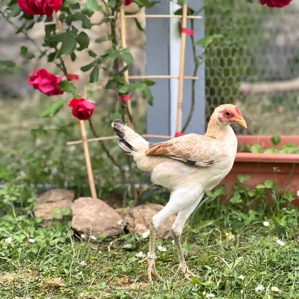 Moderne Englische Zwergkämpfer Henne Goldweizen
