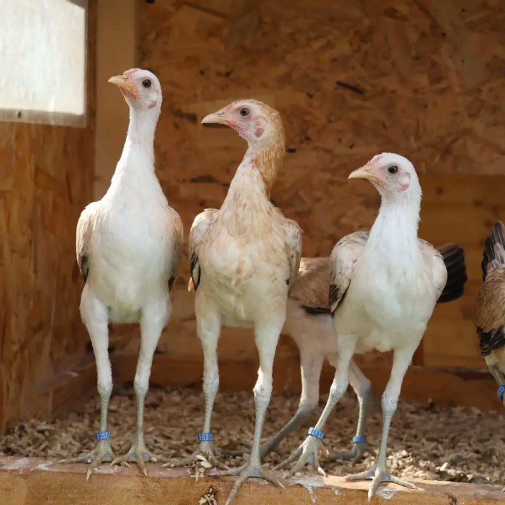 Moderne Englische Zwergkämpfer Hennen