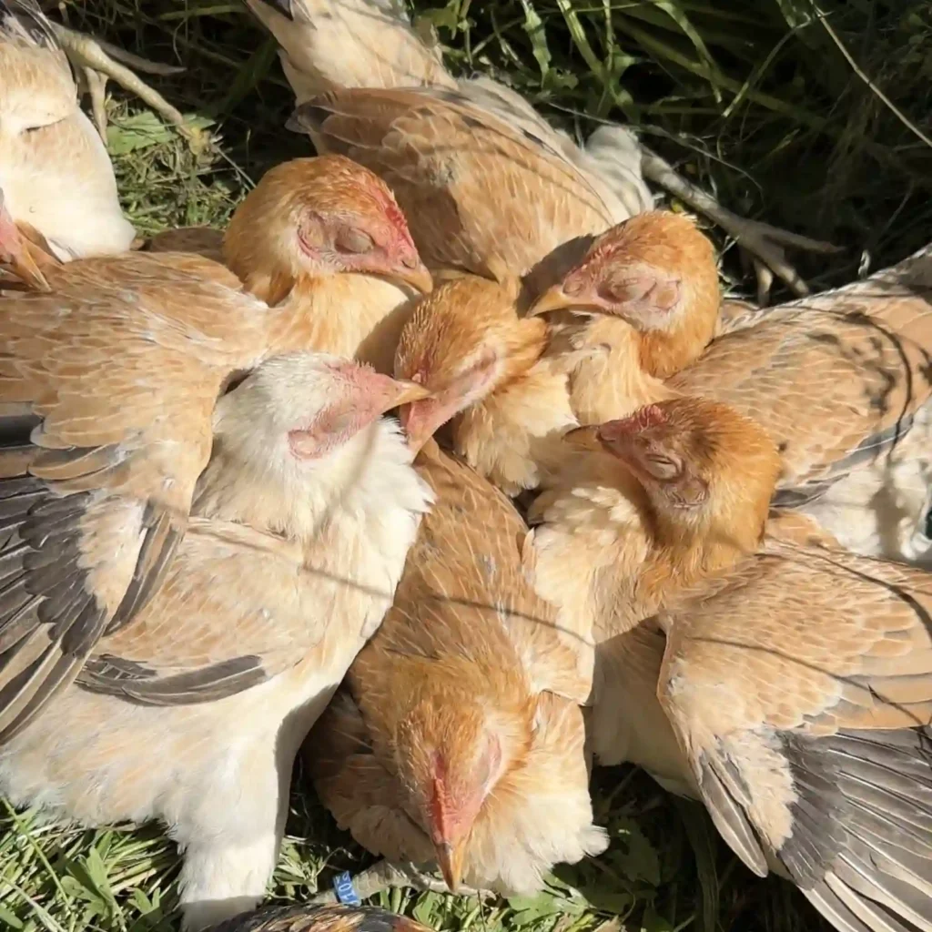 Moderne Englische Zwergkämpfer Wiese