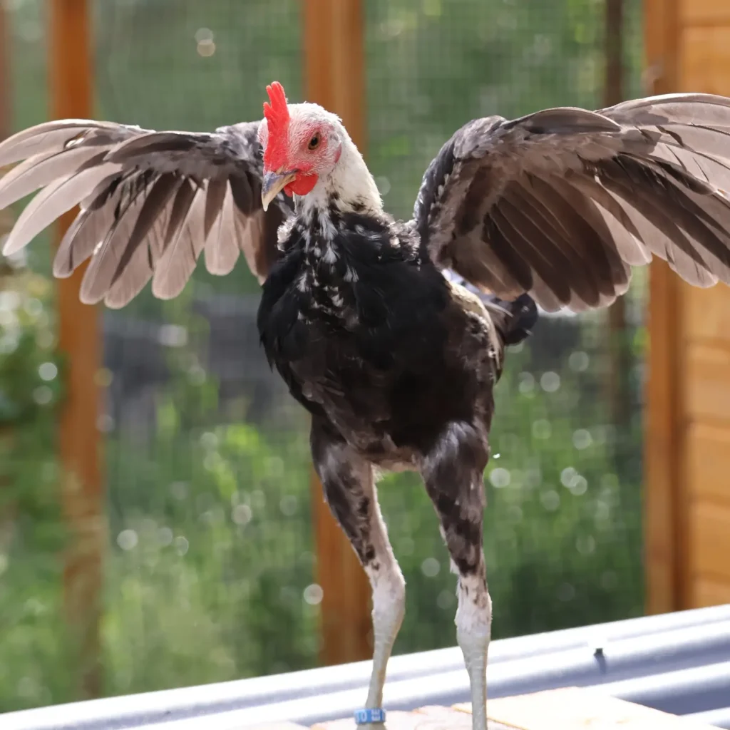 Moderner Englischer Zwergkämpfer Flügel