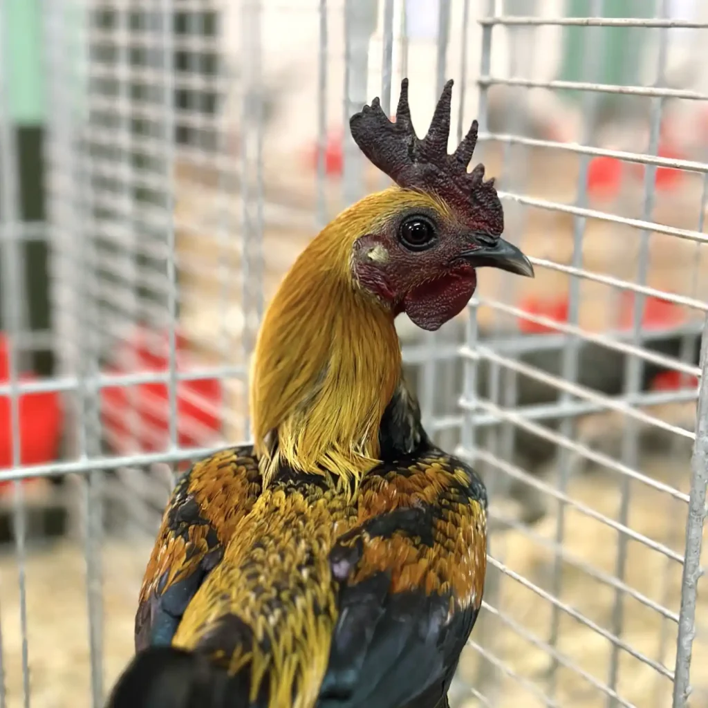 Moderner Englischer Zwergkämpfer Hahn Orange